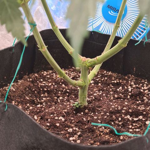 Biscotti Mintz growlog timeline photo
