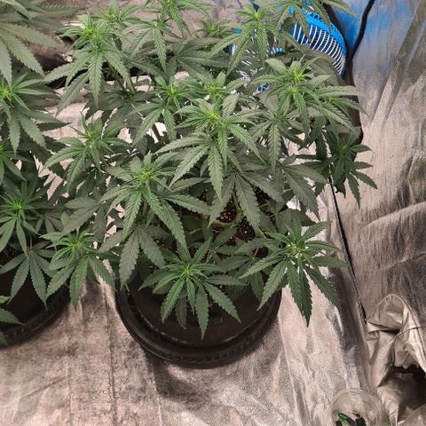 Biscotti Mintz growlog timeline photo