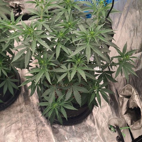 Biscotti Mintz growlog timeline photo