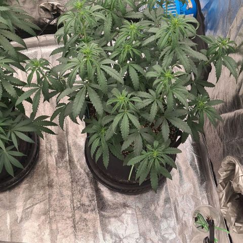 Biscotti Mintz growlog timeline photo
