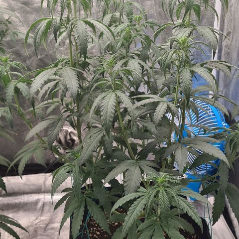 Biscotti Mintz growlog timeline photo