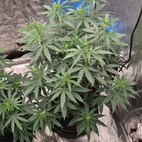 Biscotti Mintz growlog timeline photo