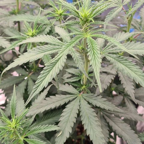 Biscotti Mintz growlog timeline photo