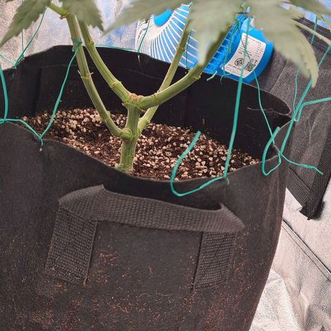 Biscotti Mintz growlog timeline photo