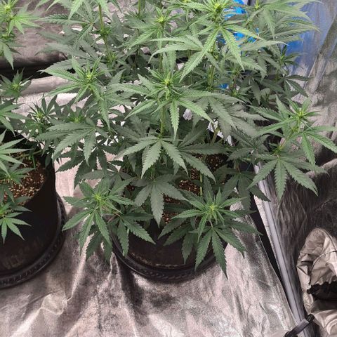 Biscotti Mintz growlog timeline photo
