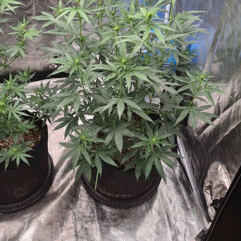 Biscotti Mintz growlog timeline photo