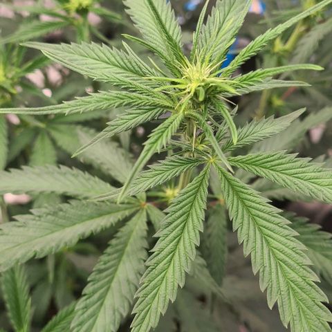 Biscotti Mintz growlog timeline photo
