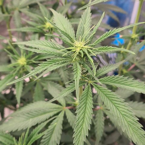 Biscotti Mintz growlog timeline photo