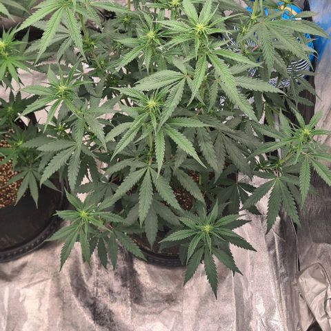 Biscotti Mintz growlog timeline photo