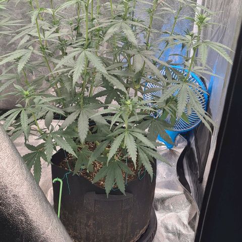 Biscotti Mintz growlog timeline photo