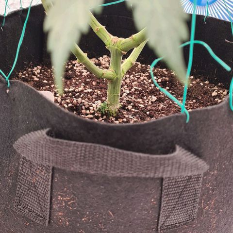 Biscotti Mintz growlog timeline photo
