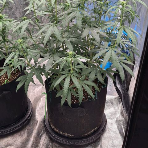 Biscotti Mintz growlog timeline photo
