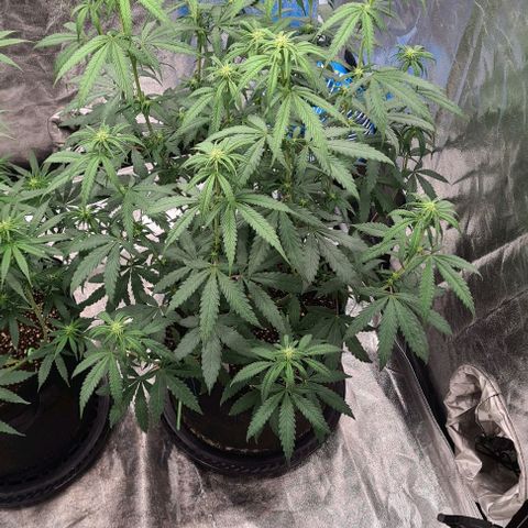 Biscotti Mintz growlog timeline photo