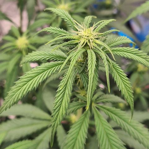 Biscotti Mintz growlog timeline photo