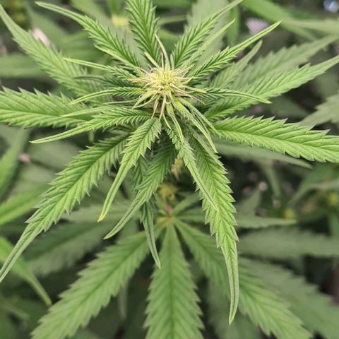 Biscotti Mintz growlog timeline photo
