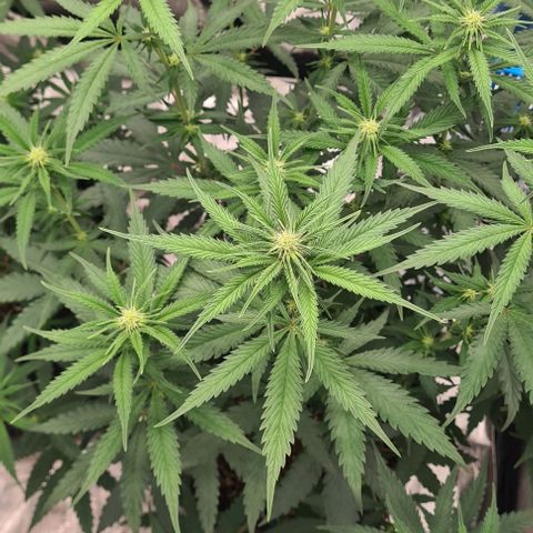 Biscotti Mintz growlog timeline photo