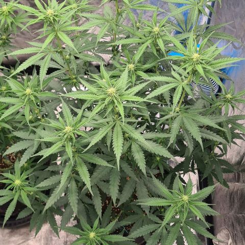Biscotti Mintz growlog timeline photo