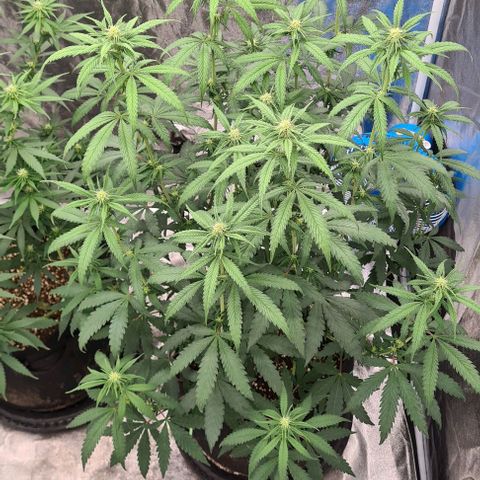 Biscotti Mintz growlog timeline photo