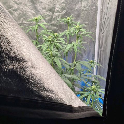 Biscotti Mintz growlog timeline photo