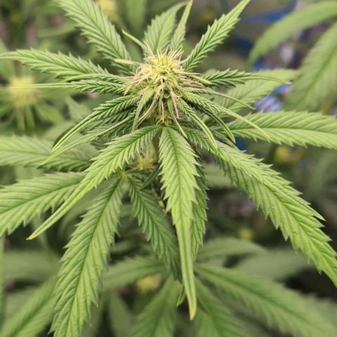 Biscotti Mintz growlog timeline photo
