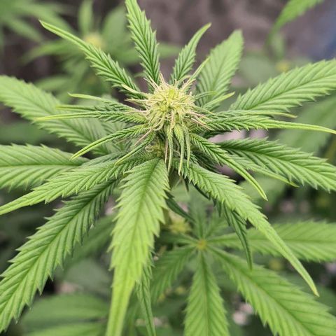 Biscotti Mintz growlog timeline photo