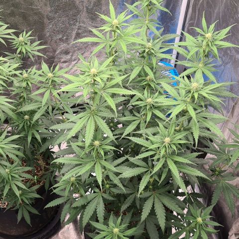 Biscotti Mintz growlog timeline photo