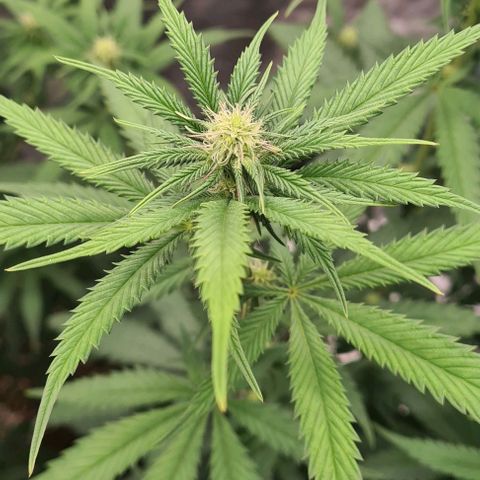 Biscotti Mintz growlog timeline photo