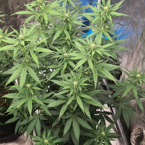 Biscotti Mintz growlog timeline photo