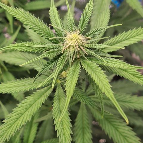 Biscotti Mintz growlog timeline photo