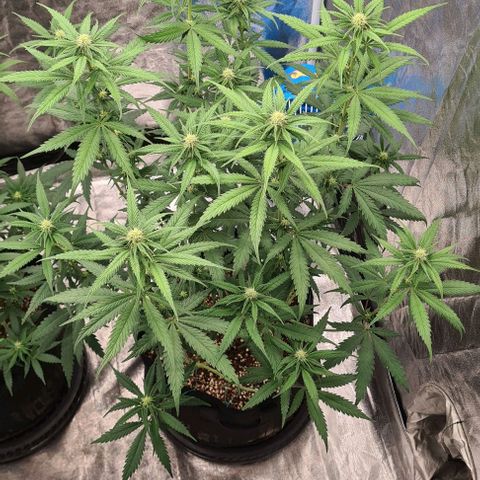 Biscotti Mintz growlog timeline photo