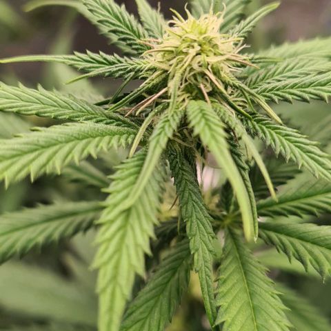 Biscotti Mintz growlog timeline photo