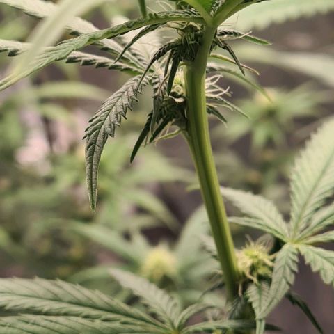Biscotti Mintz growlog timeline photo