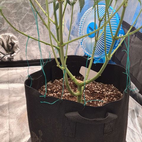 Biscotti Mintz growlog timeline photo