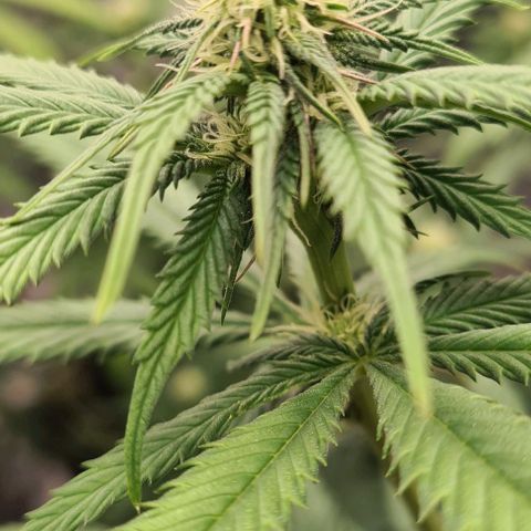 Biscotti Mintz growlog timeline photo