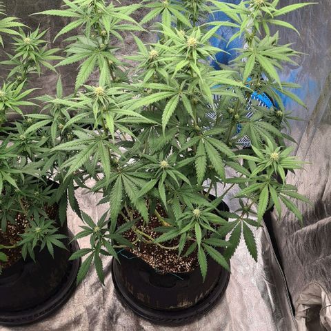 Biscotti Mintz growlog timeline photo
