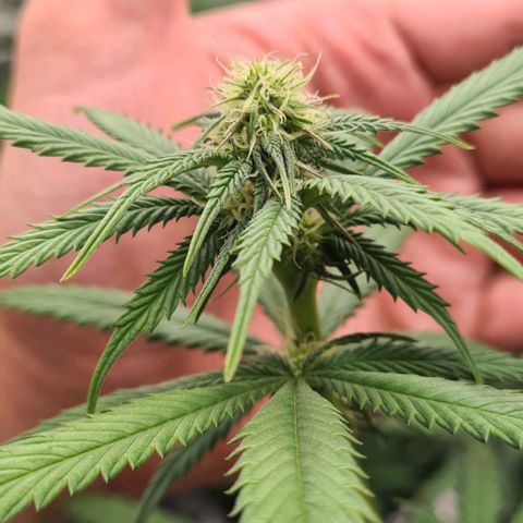 Biscotti Mintz growlog timeline photo