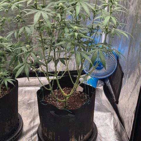 Biscotti Mintz growlog timeline photo