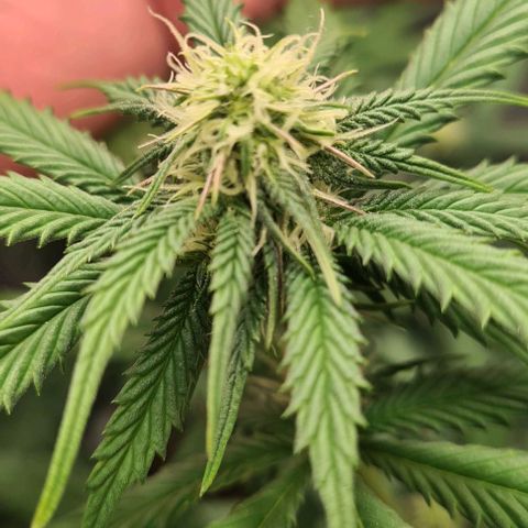 Biscotti Mintz growlog timeline photo