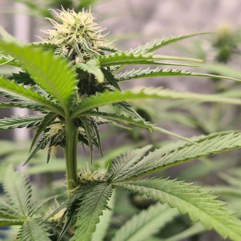 Biscotti Mintz growlog timeline photo