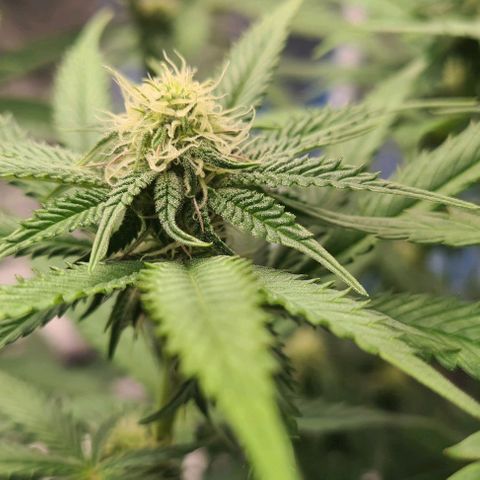 Biscotti Mintz growlog timeline photo