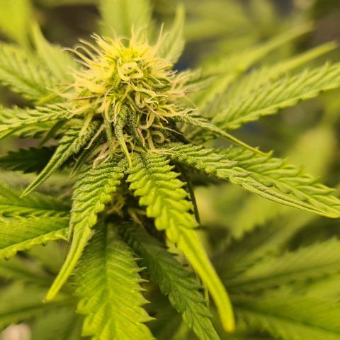 Biscotti Mintz growlog timeline photo