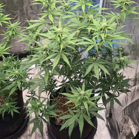Biscotti Mintz growlog timeline photo
