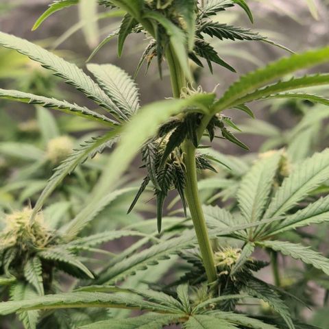 Biscotti Mintz growlog timeline photo