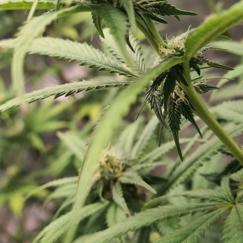 Biscotti Mintz growlog timeline photo