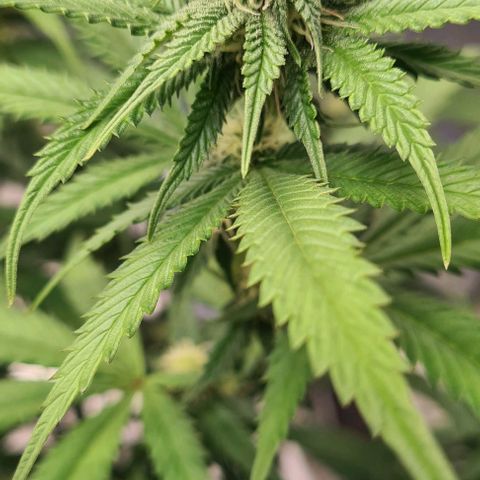 Biscotti Mintz growlog timeline photo