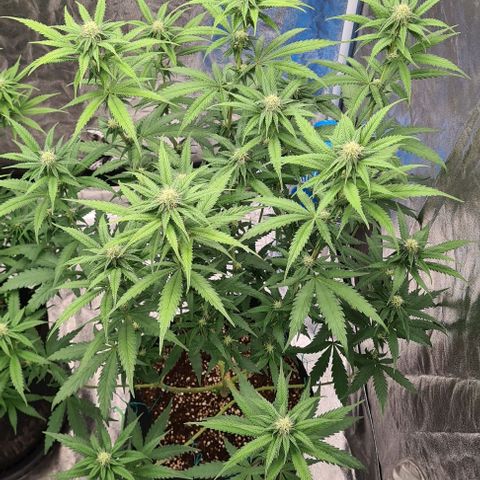 Biscotti Mintz growlog timeline photo