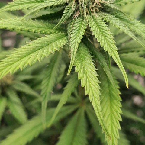 Biscotti Mintz growlog timeline photo