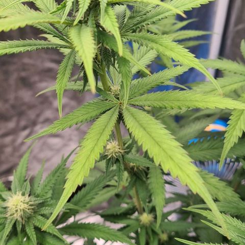 Biscotti Mintz growlog timeline photo