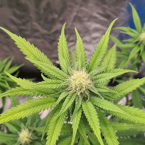Biscotti Mintz growlog timeline photo