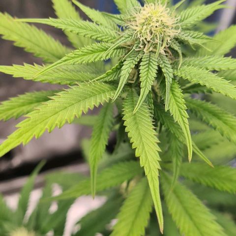 Biscotti Mintz growlog timeline photo